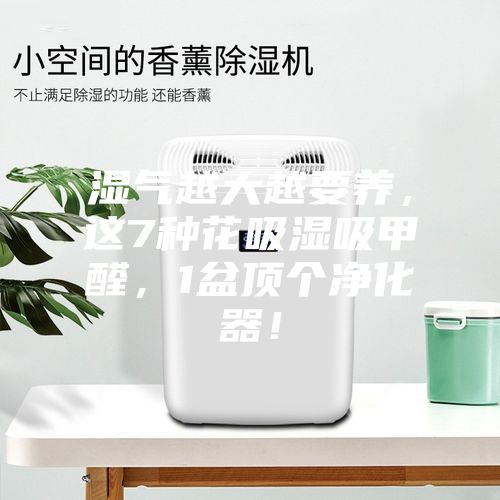 濕氣越大越要養(yǎng)，這7種花吸濕吸甲醛，1盆頂個凈化器！
