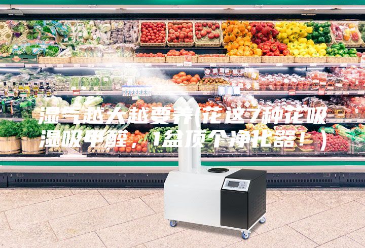 濕氣越大越要養(yǎng)(花這7種花吸濕吸甲醛，1盆頂個(gè)凈化器！)